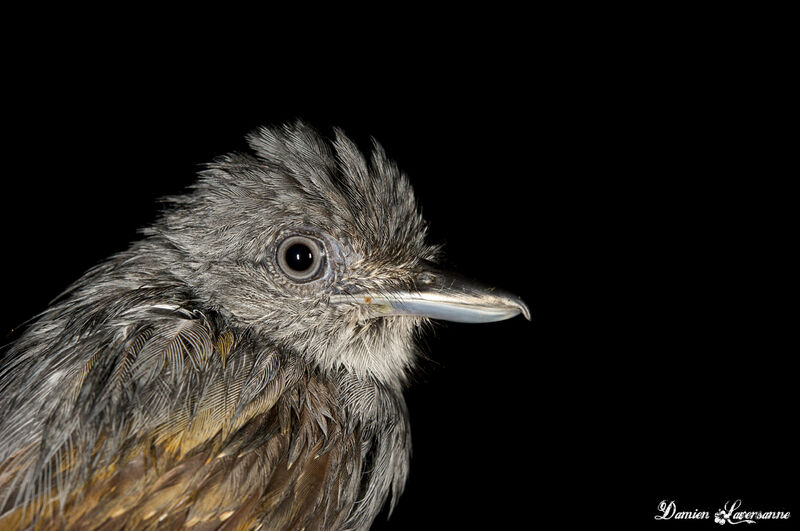 Mouse-colored Antshrike