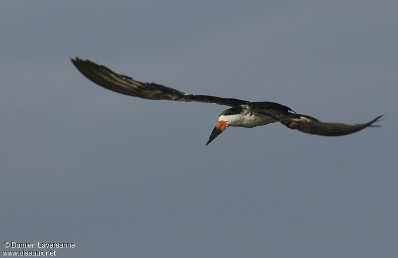 Black Skimmer