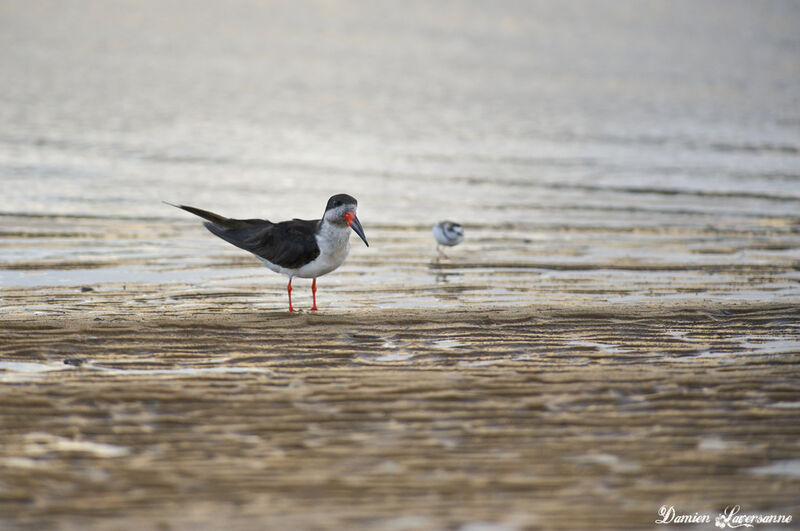 Black Skimmer