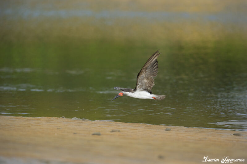 Black Skimmer