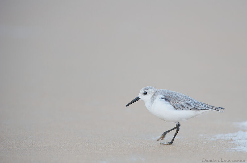 Bécasseau sanderling