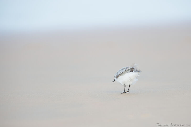 Bécasseau sanderling