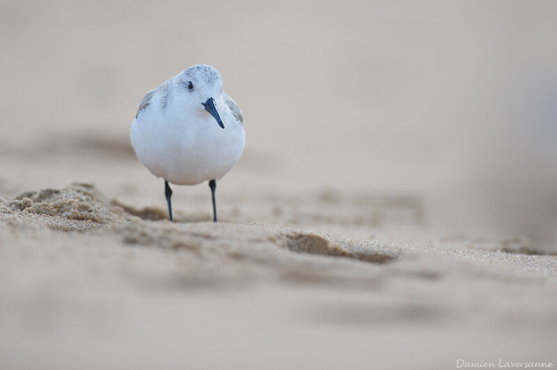 Bécasseau sanderling