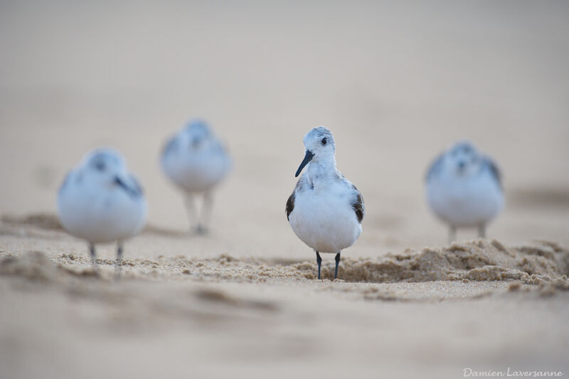 Bécasseau sanderling