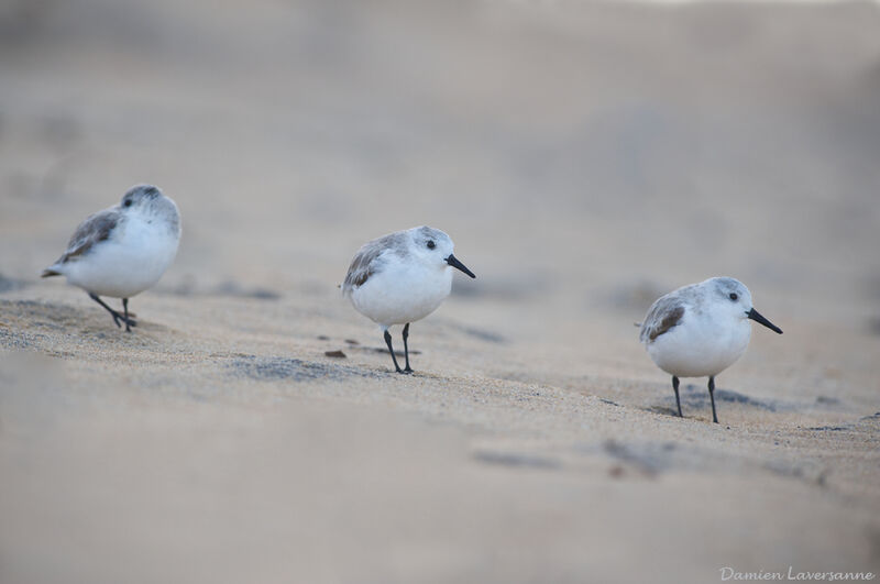 Bécasseau sanderling