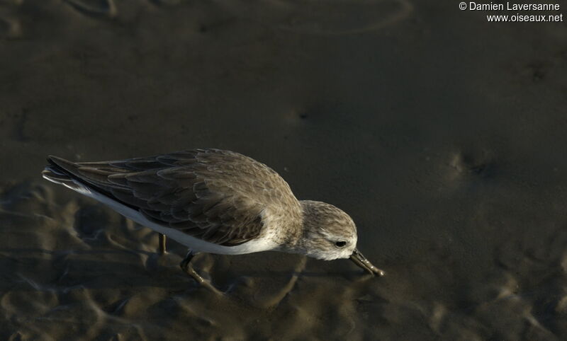 Semipalmated Sandpiper