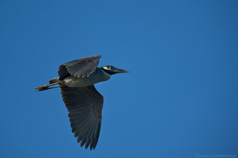 Yellow-crowned Night Heron, identification