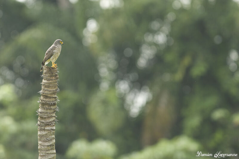 Roadside Hawk