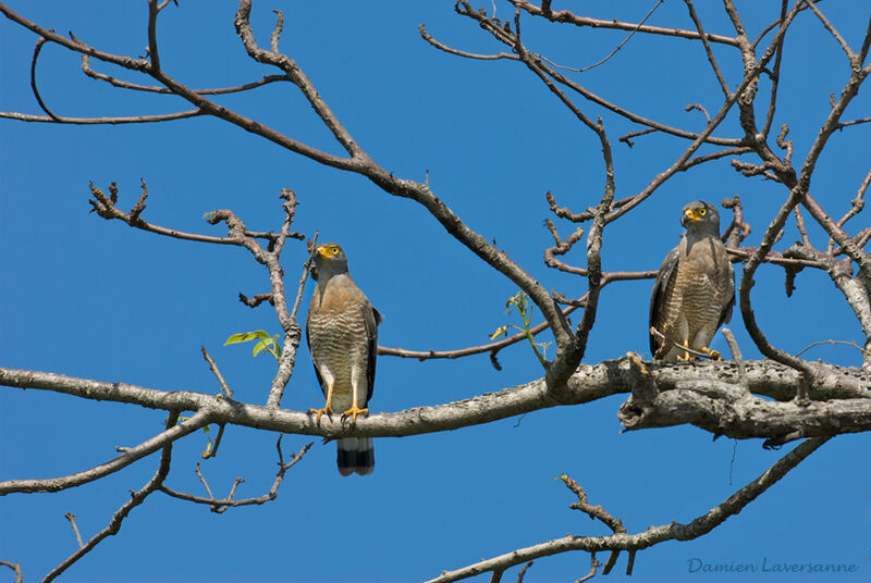 Roadside Hawk