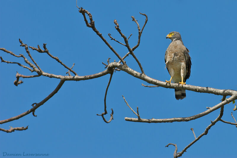 Roadside Hawk