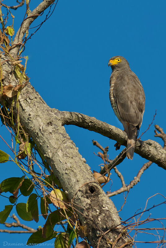 Roadside Hawk