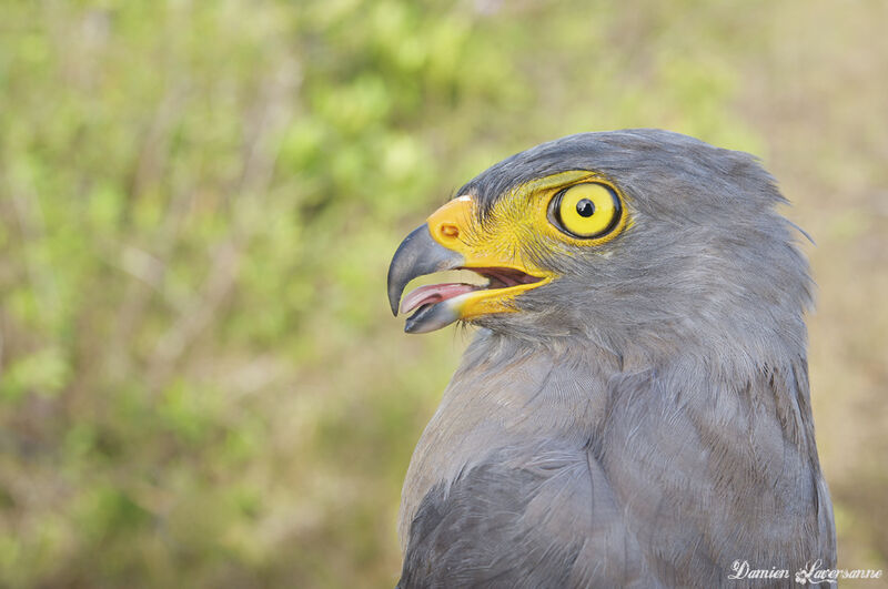 Roadside Hawk