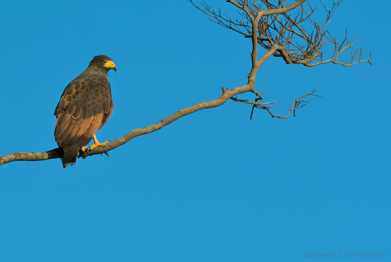 Rufous Crab Hawk, identification