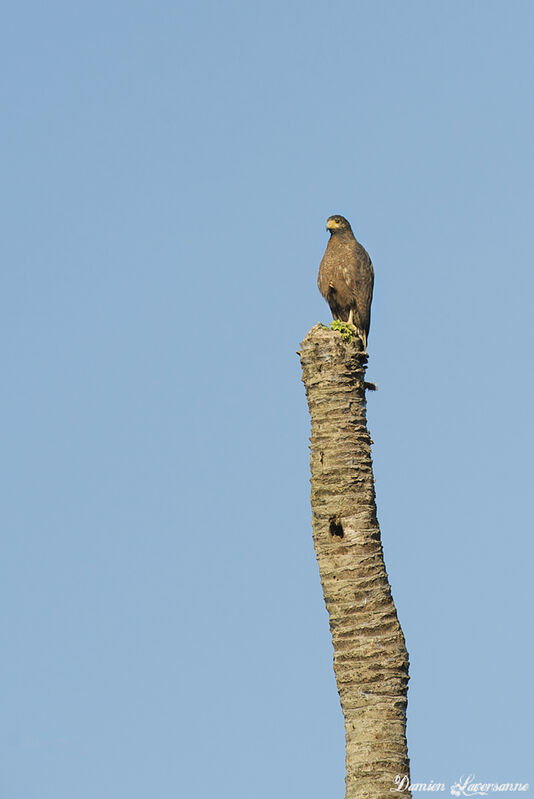 Rufous Crab Hawk