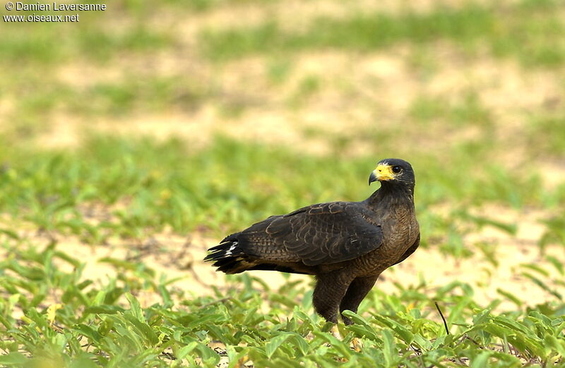 Rufous Crab Hawk