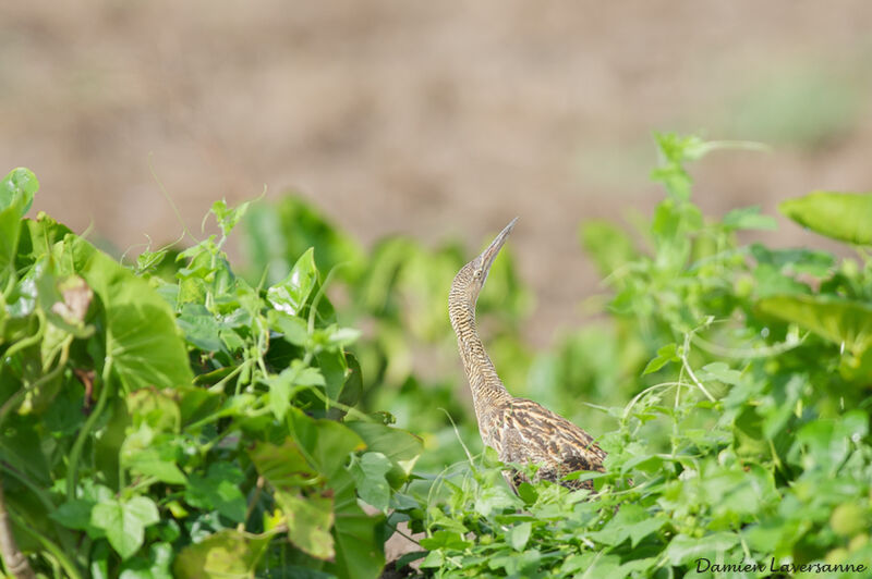 Pinnated Bittern, identification