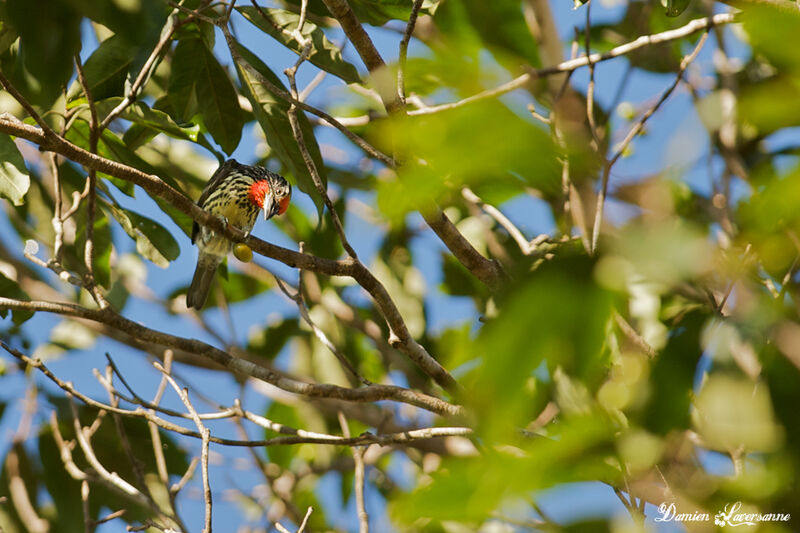 Black-spotted Barbet