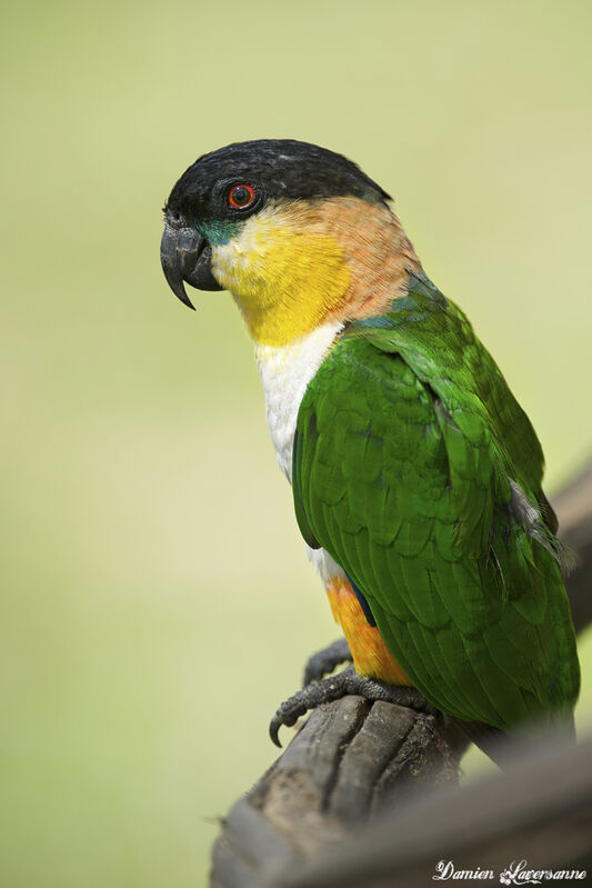 Black-headed Parrot