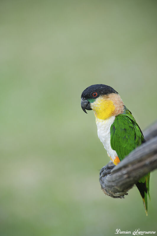 Black-headed Parrot