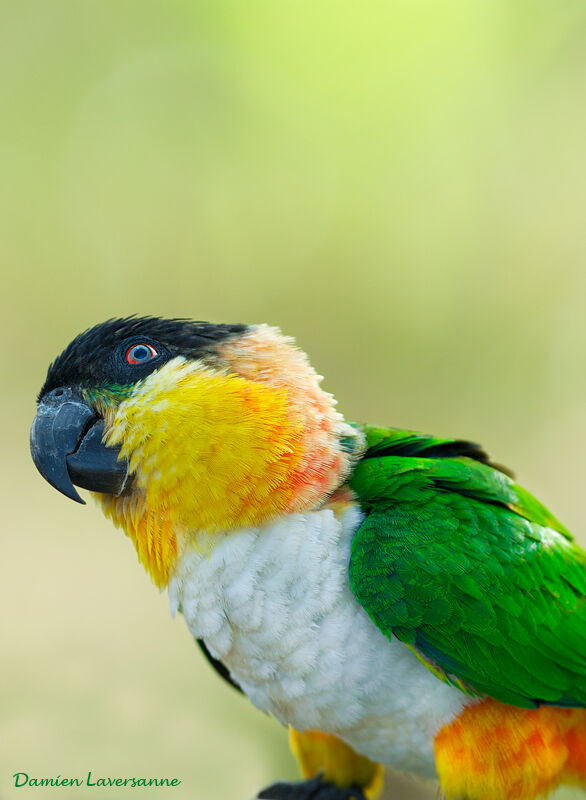 Black-headed Parrot