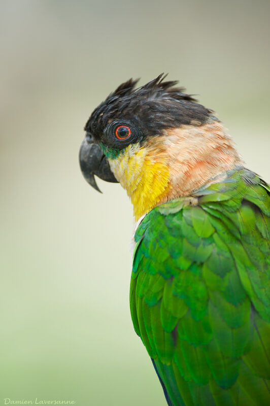 Black-headed Parrot, identification