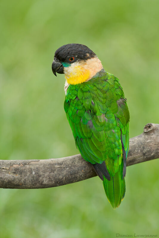 Black-headed Parrot, identification