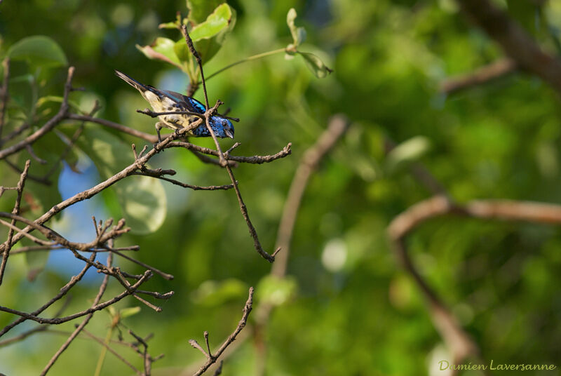 Turquoise Tanager