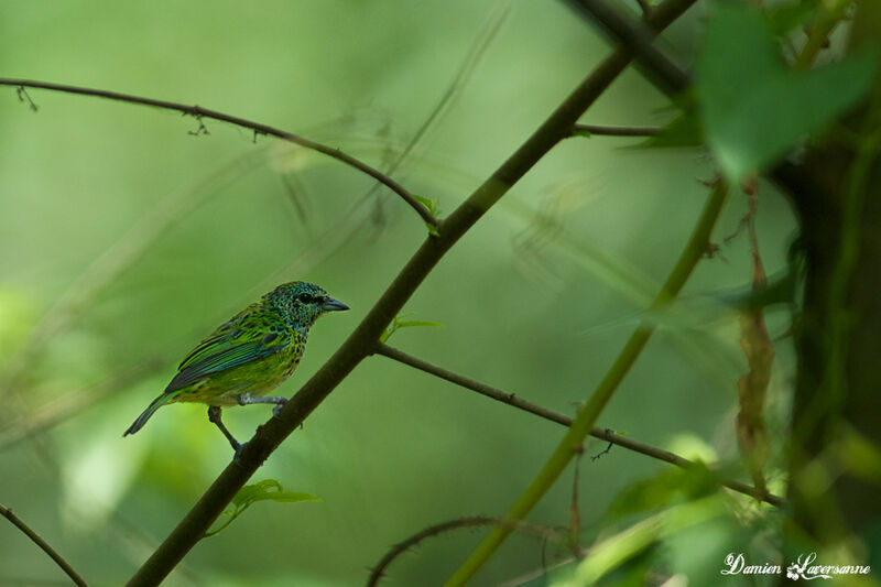 Spotted Tanager