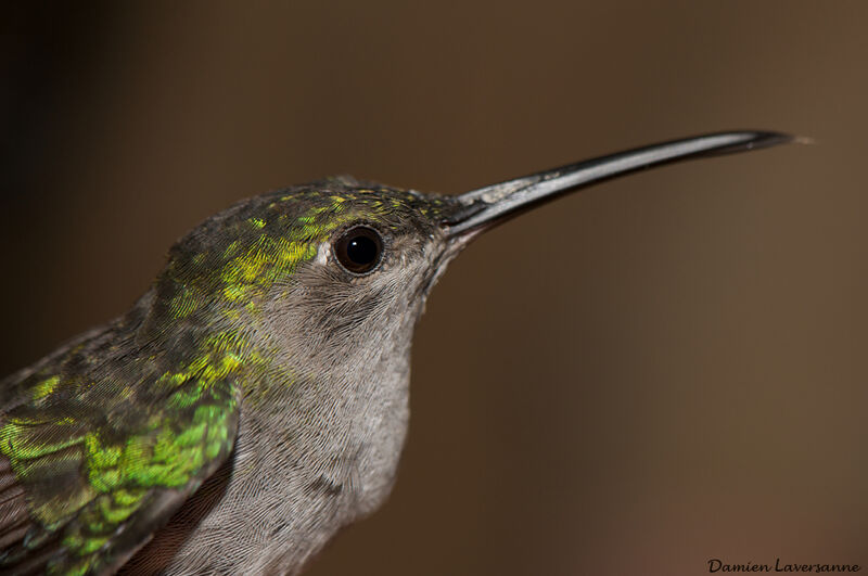 Grey-breasted Sabrewing