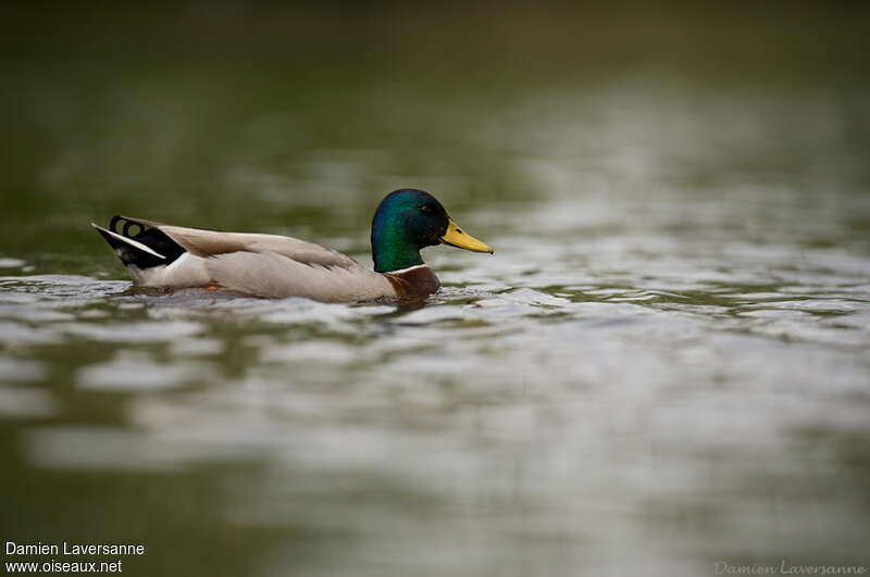 Canard colvert mâle adulte