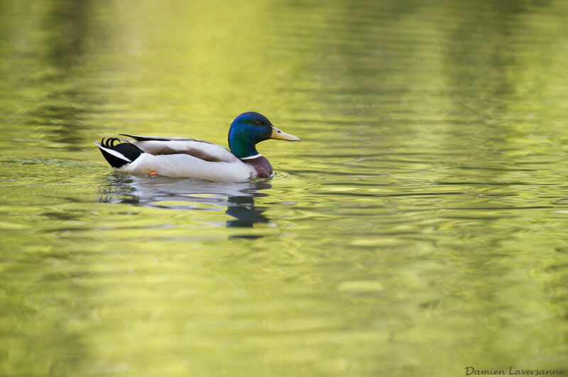 Canard colvert