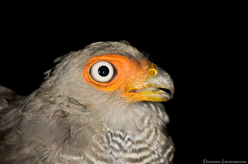 Lined Forest Falcon