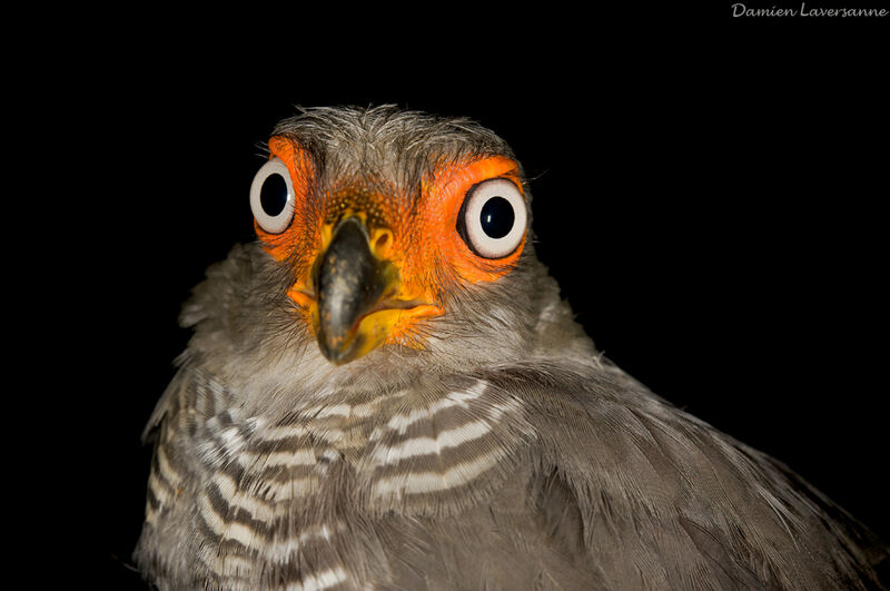 Lined Forest Falcon