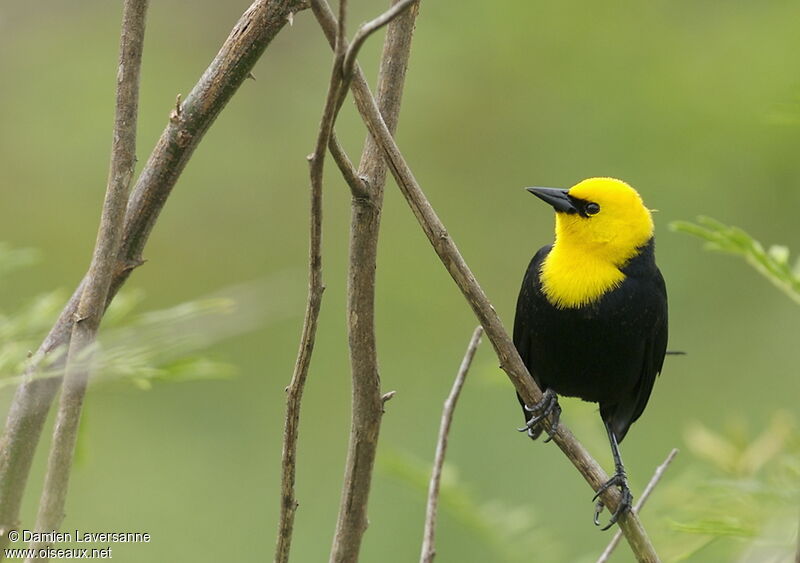 Yellow-hooded Blackbird male