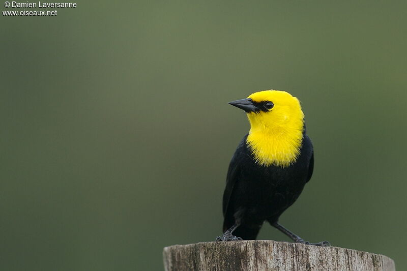 Yellow-hooded Blackbird male