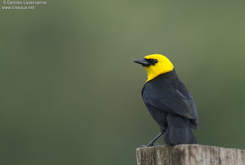 Yellow-hooded Blackbird male