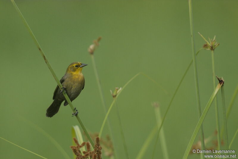 Yellow-hooded Blackbird female