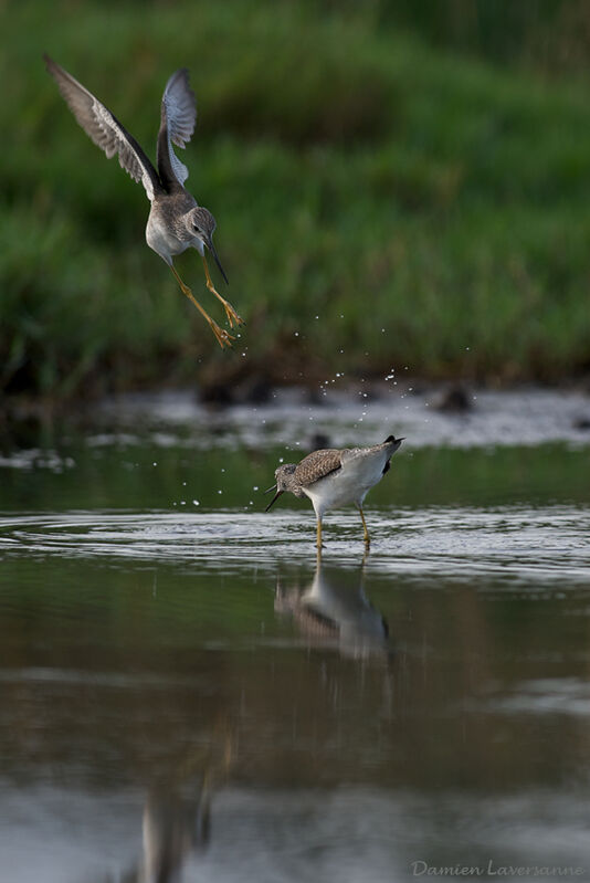 Lesser Yellowlegs, Flight