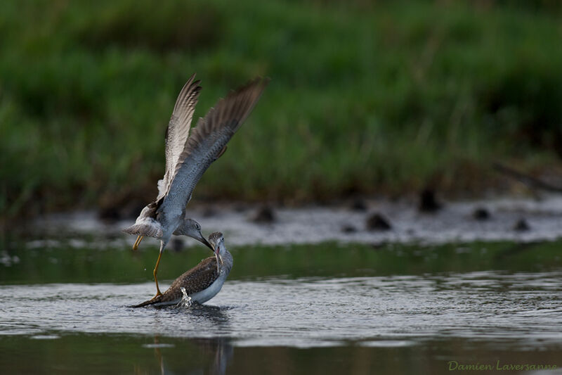 Lesser Yellowlegs, Behaviour