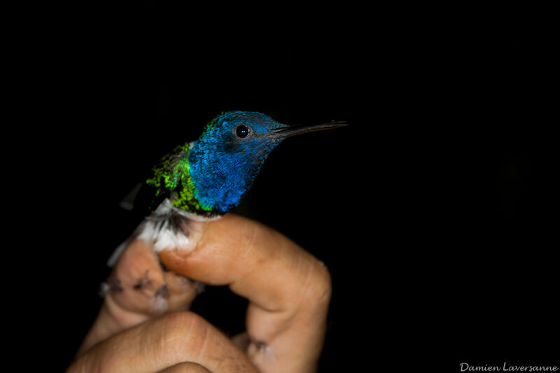 White-necked Jacobin male