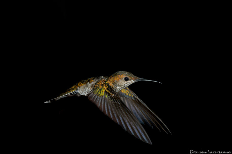 Colibri jacobin femelle