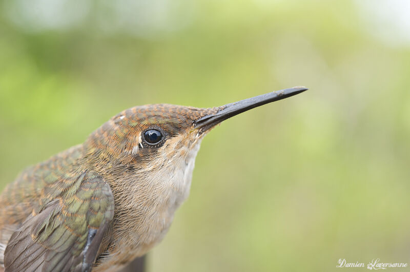 Colibri rubis-topaze femelle