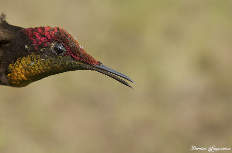 Colibri rubis-topaze mâle