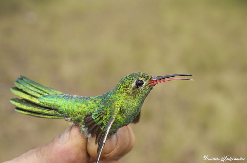 Colibri tout-vert