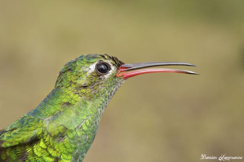 Colibri tout-vert