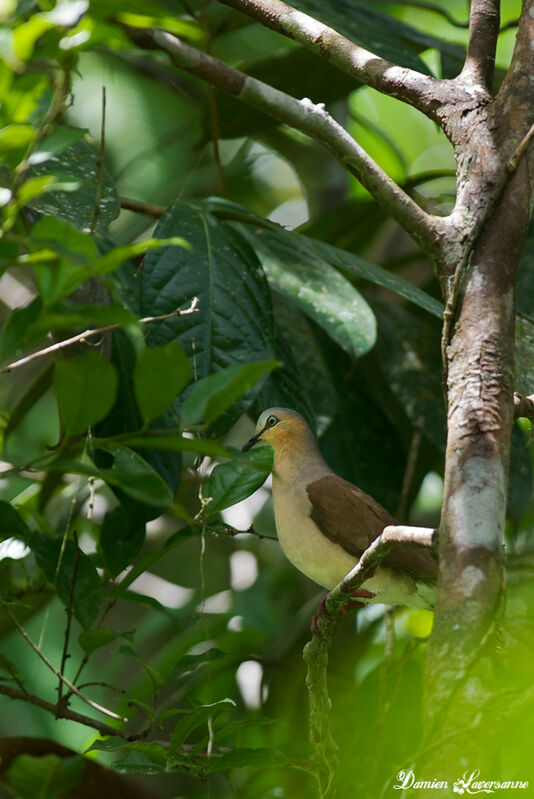 Colombe à front gris