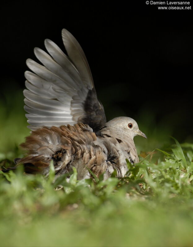 Ruddy Ground Dove