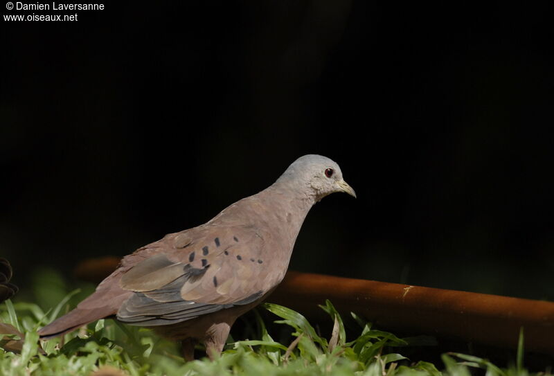 Ruddy Ground Dove