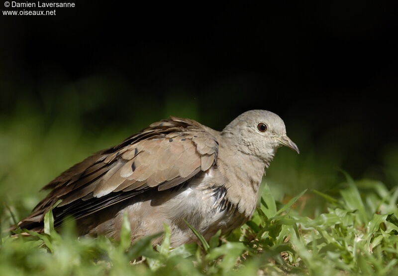 Ruddy Ground Dove