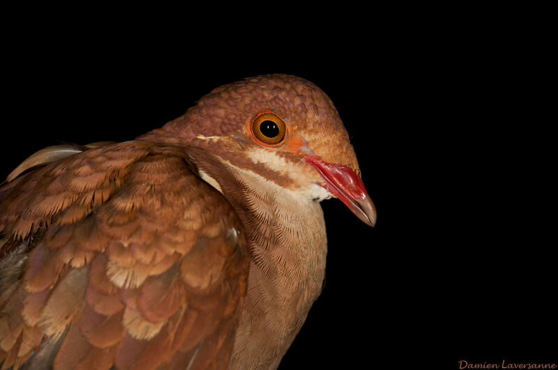 Ruddy Quail-Dove